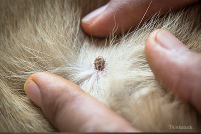 where are dog ticks found