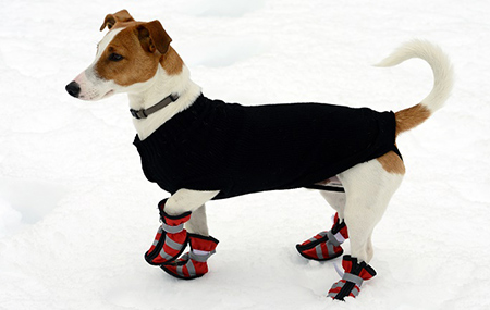 dog snow shoes