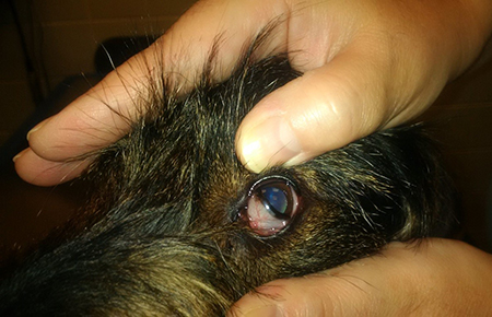 what is the bump on my dogs eyelid