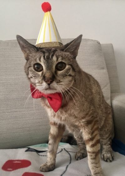 year old cat