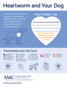 April is Heartworm Awareness Month - The Animal Medical Center