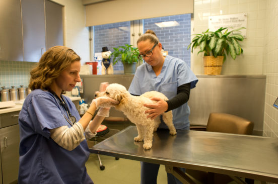 Splenectomy in Dogs: What You Need to Know - The Animal Medical Center