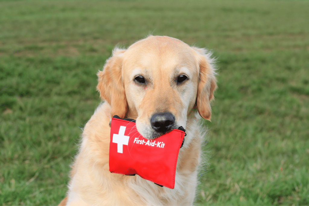 Ready dog sales first aid kit