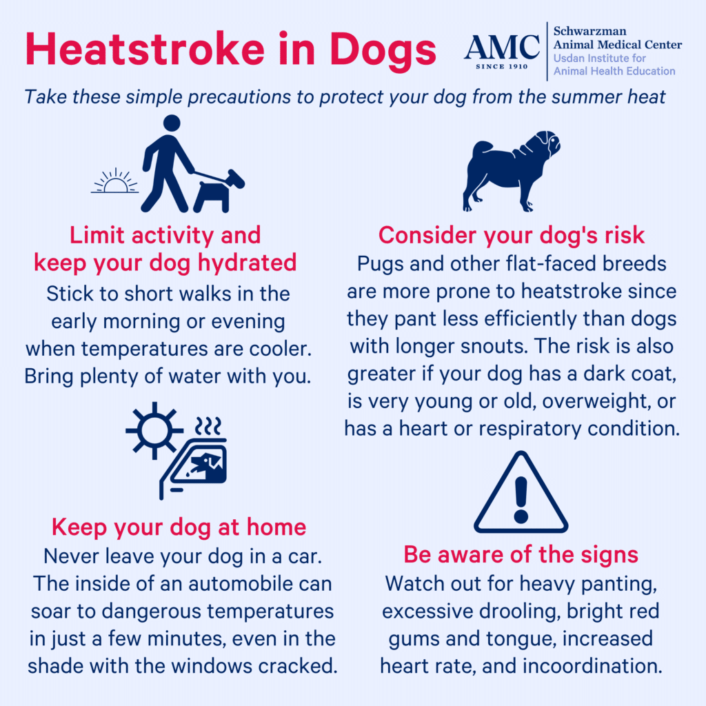 Heatstroke: How to Recognize It and What to Do Next - The Animal ...