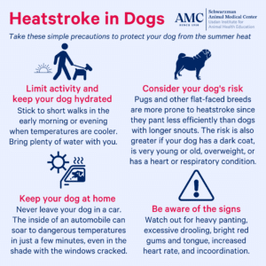 Heatstroke in Dogs: How to Recognize It and What to Do Next - The ...