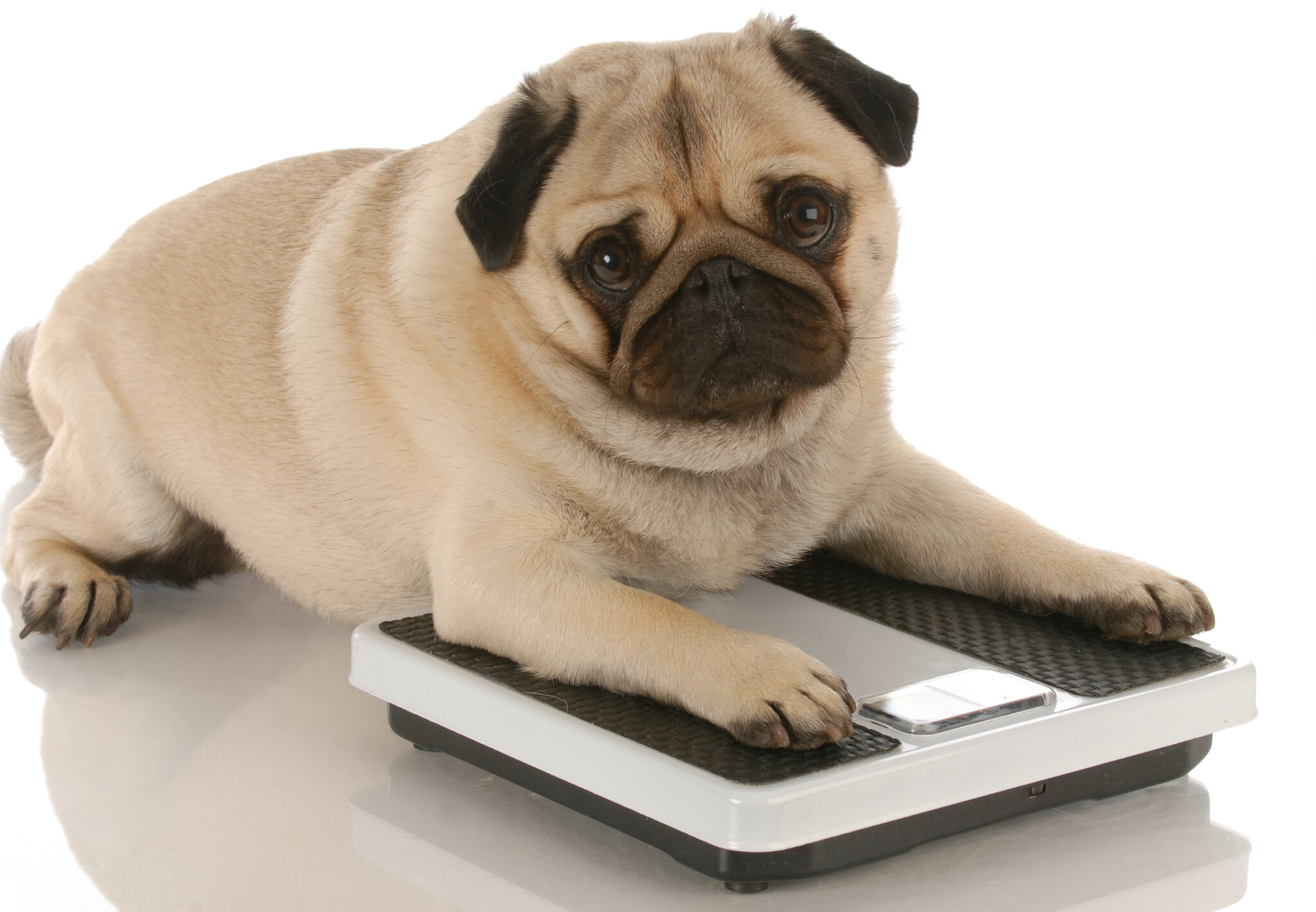 https://www.amcny.org/wp-content/uploads/2020/07/pug-on-scale-scaled.jpg