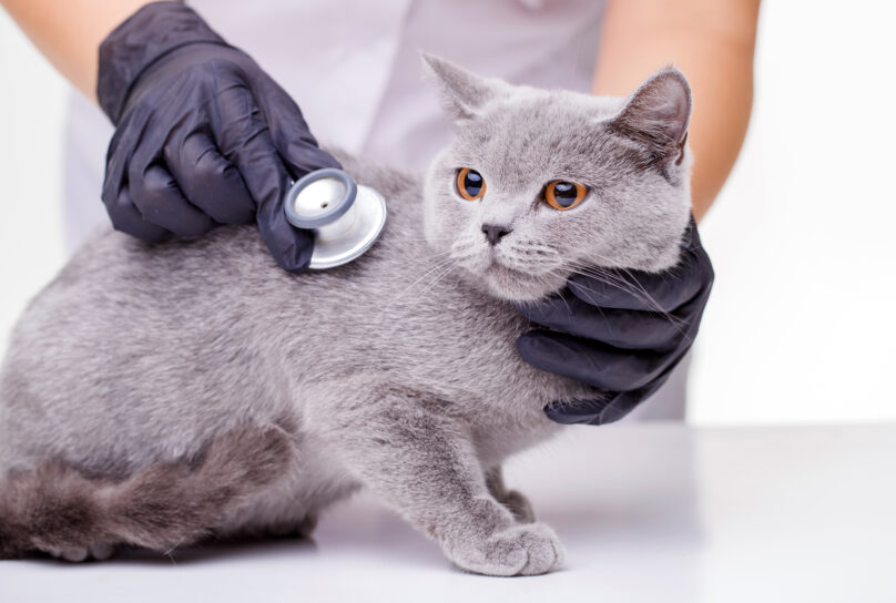 Hypertrophic Cardiomyopathy (HCM) In Cats - The Animal Medical Center