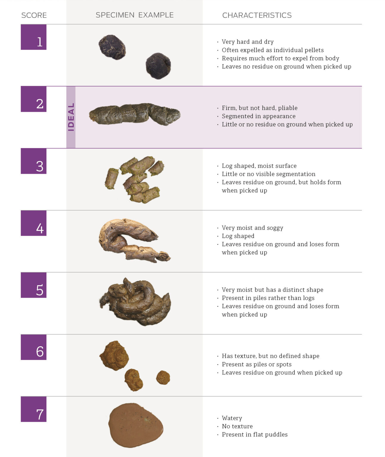 Diarrhea in Pets: Causes and Treatments - The Animal Medical Center