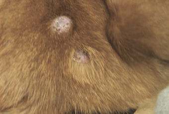 what do cancerous lumps look like on dogs