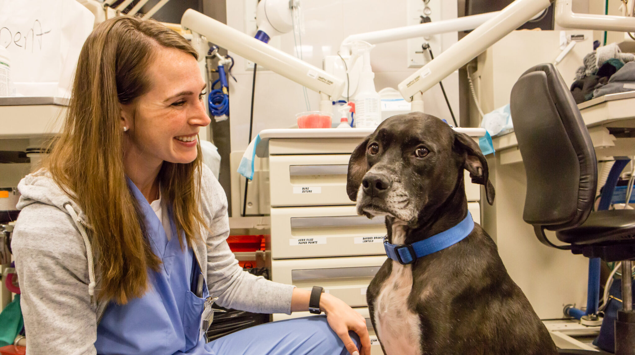 2022 Pet Holidays and Veterinary Awareness Days The Animal Medical Center