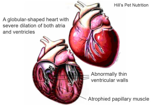 Dilated cardiomyopathy (DCM) in Dogs Animal Medical Center