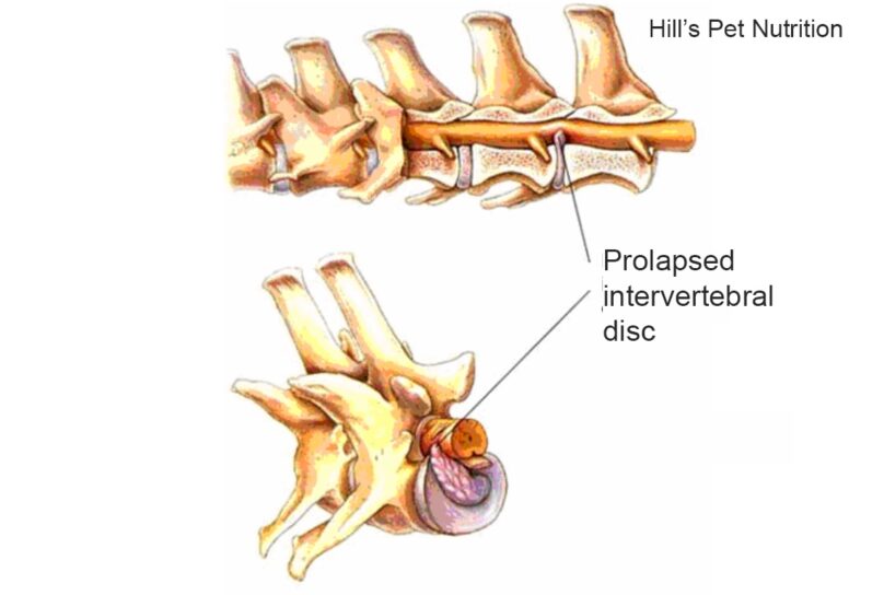 Intervertebral Disc Disease (IVDD) in Dogs - The Animal Medical Center