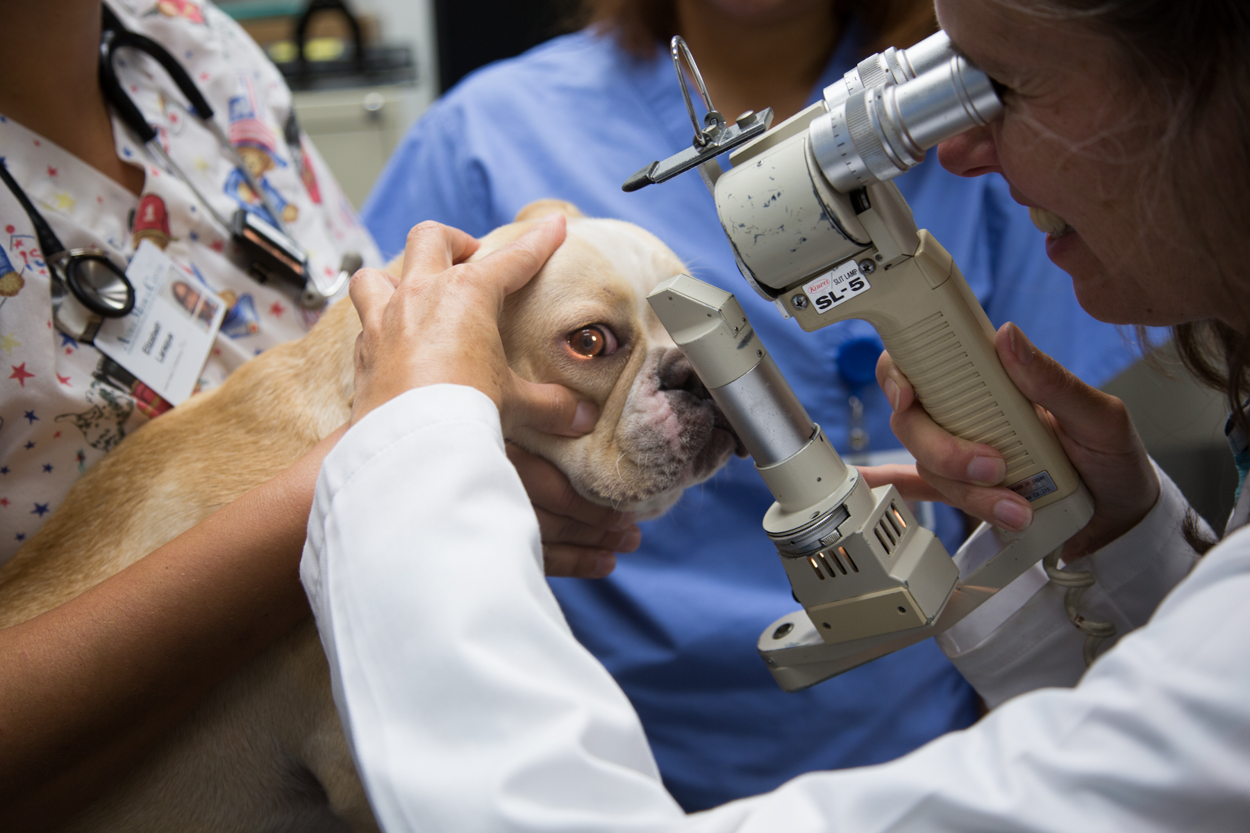 dry-eye-kcs-in-dogs-the-animal-medical-center