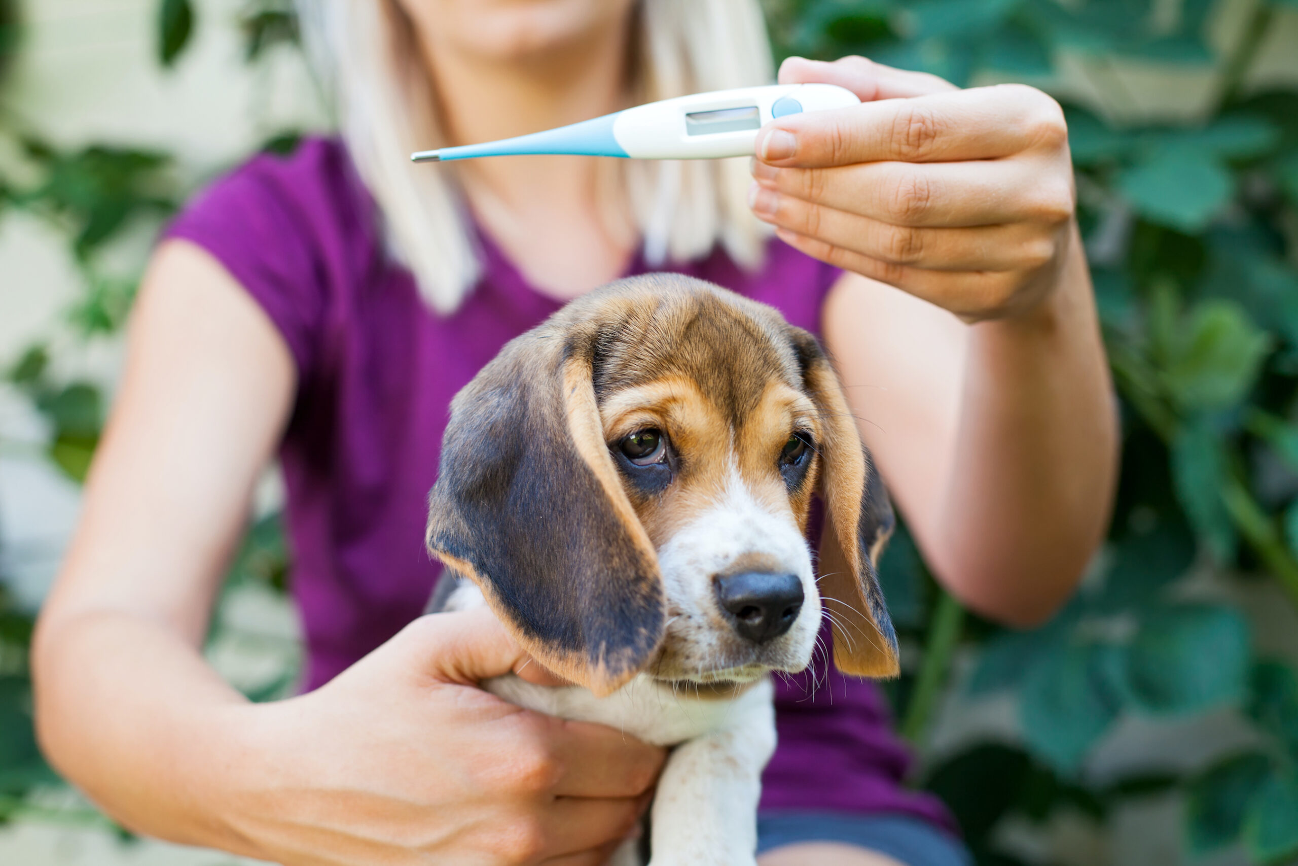 is meningitis in dogs fatal