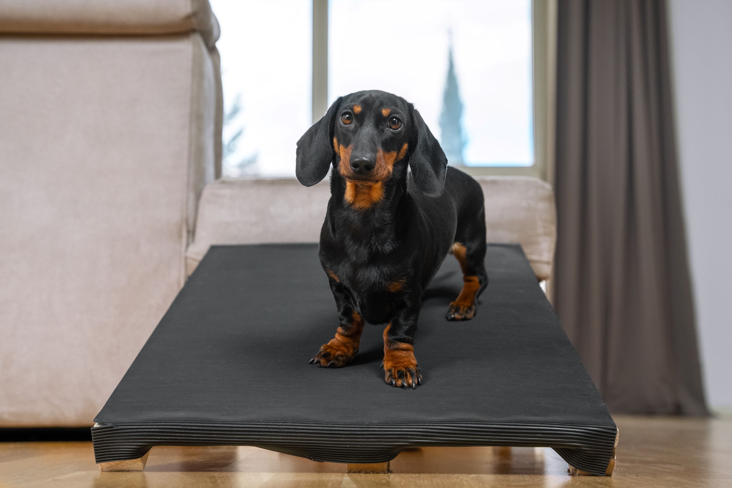 how common is ivdd in dachshunds