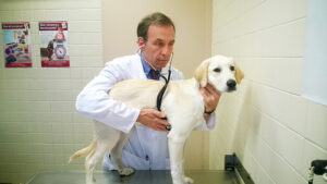 Veterinarian listens to a puppy's heartbeat