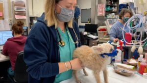 A veterinarian examining a dog