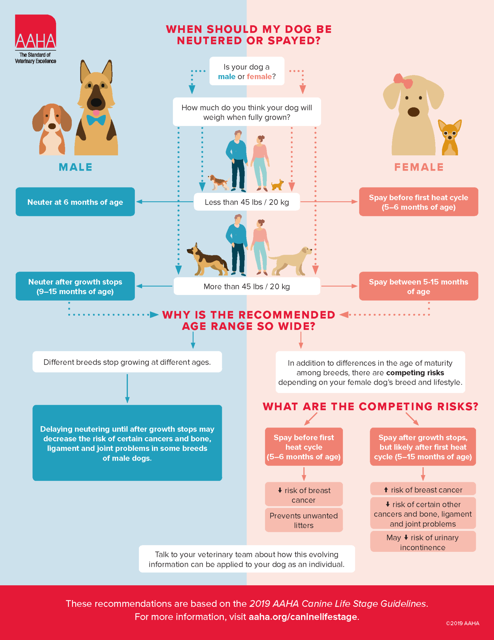 Spaying & Neutering in Dogs The Animal Medical Center