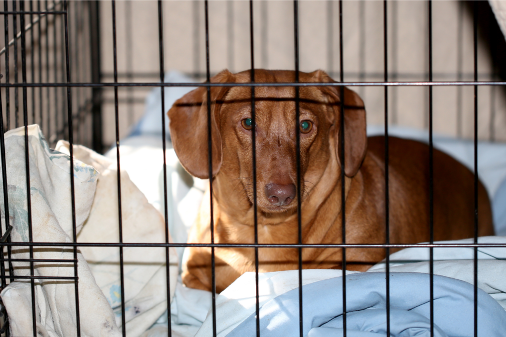 All-in-one grooming table with a - Impact Dog Crates