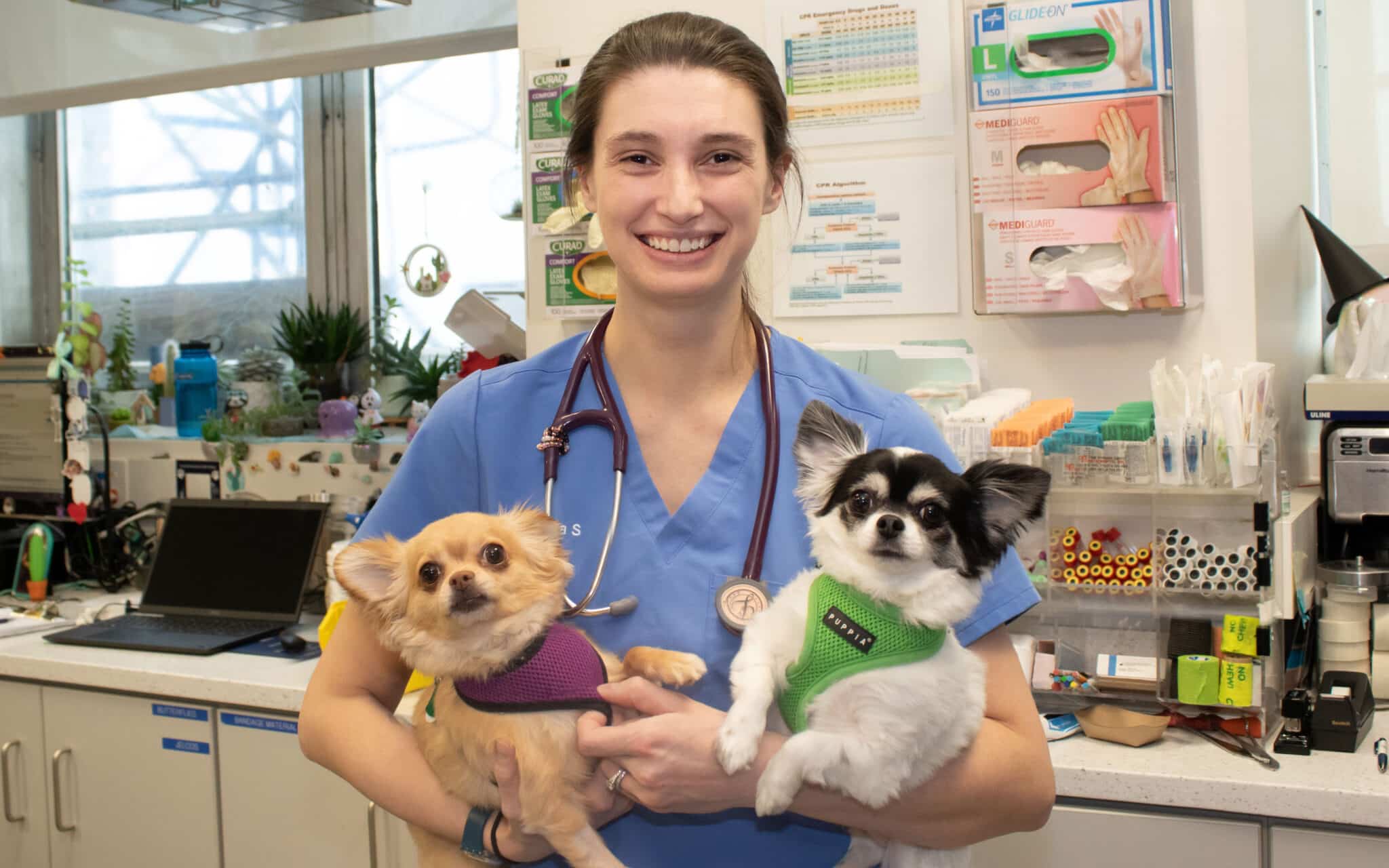 https://www.amcny.org/wp-content/uploads/2023/08/A-Veterinary-Technician-with-Two-Dogs-edited-scaled.jpg