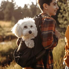 Dog in a boy's backpack