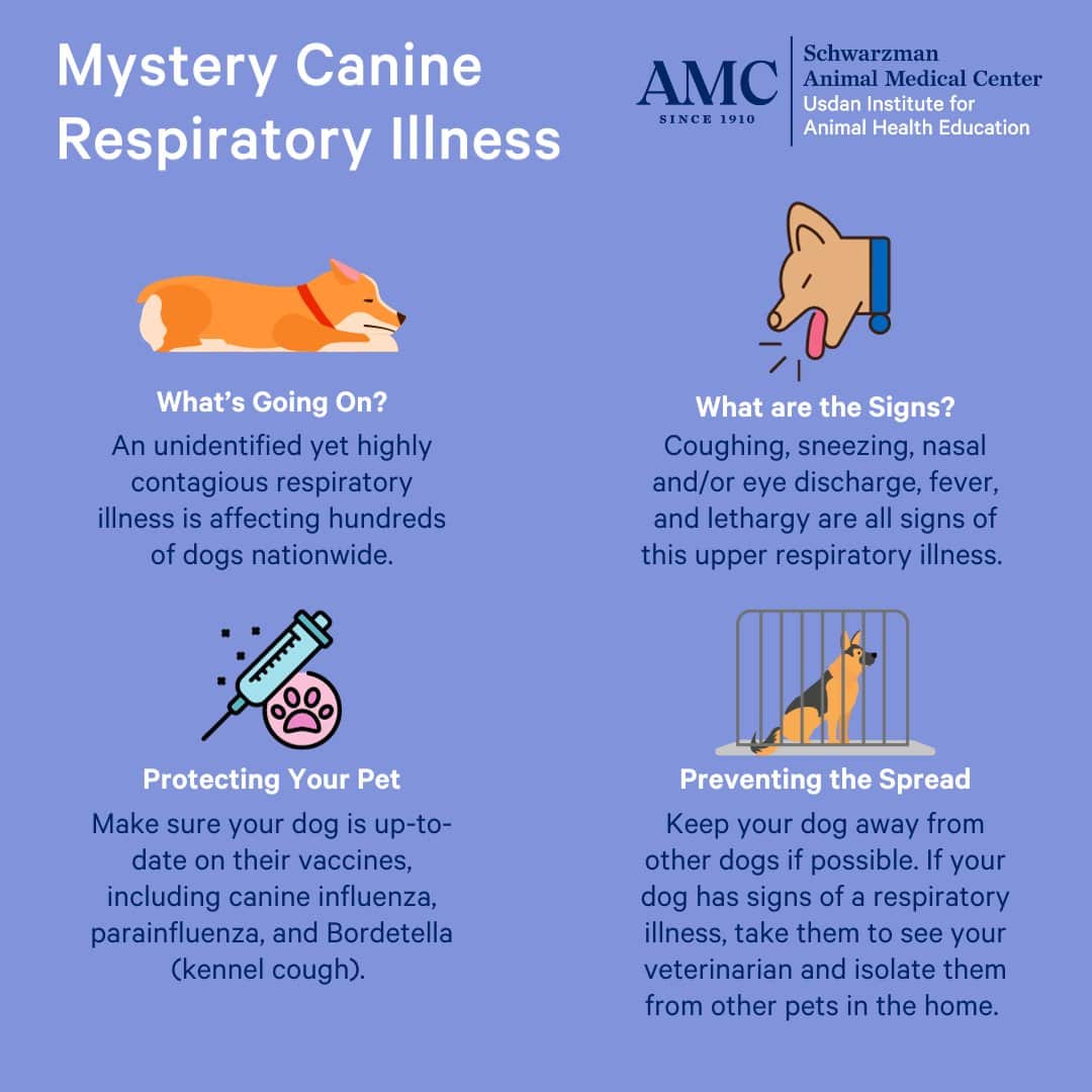 What Dog Owners Should Know about Respiratory Illnesses The Animal