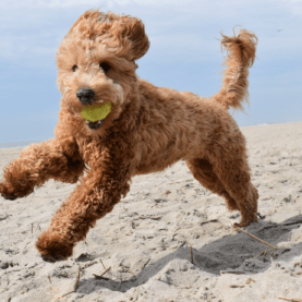 Goldendoodle running on beach