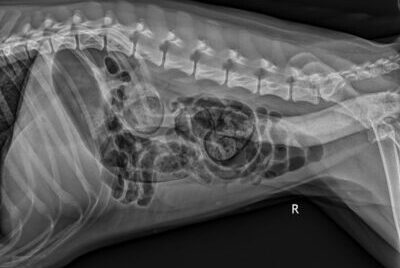 An x-ray of torsion in a dog