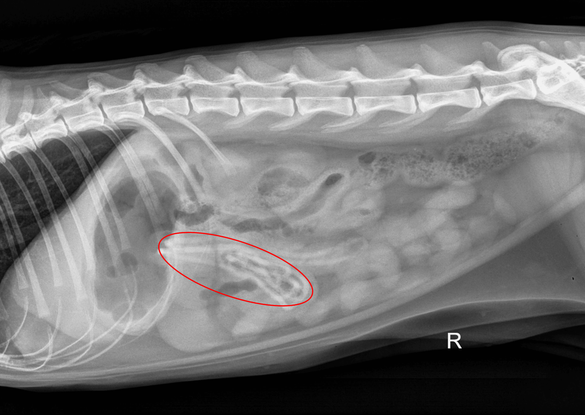 Hair ties shown on an x-ray of a cat's abdomen