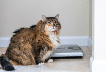 An overweight cat next to a scale
