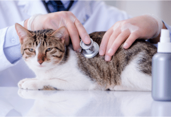 A cat undergoing a veterinary exam