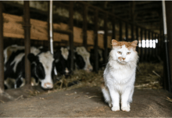 A cat with cows in a farm