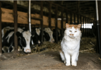 A cat with cows in a farm