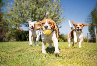 Dogs running in a park playing with a tennis ball.