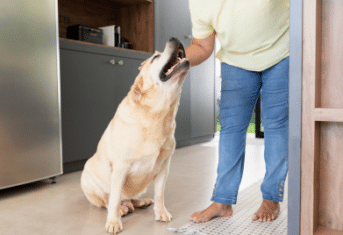 A labrador receiving a pet in a kitchen