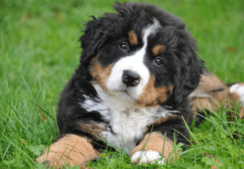 A dog sitting in the grass