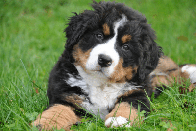 A dog sitting in the grass