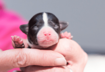 A newborn puppy