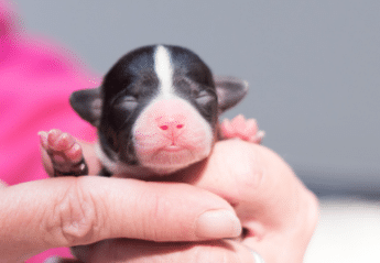 A newborn puppy