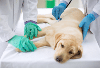A sick dog being treated by veterinarians