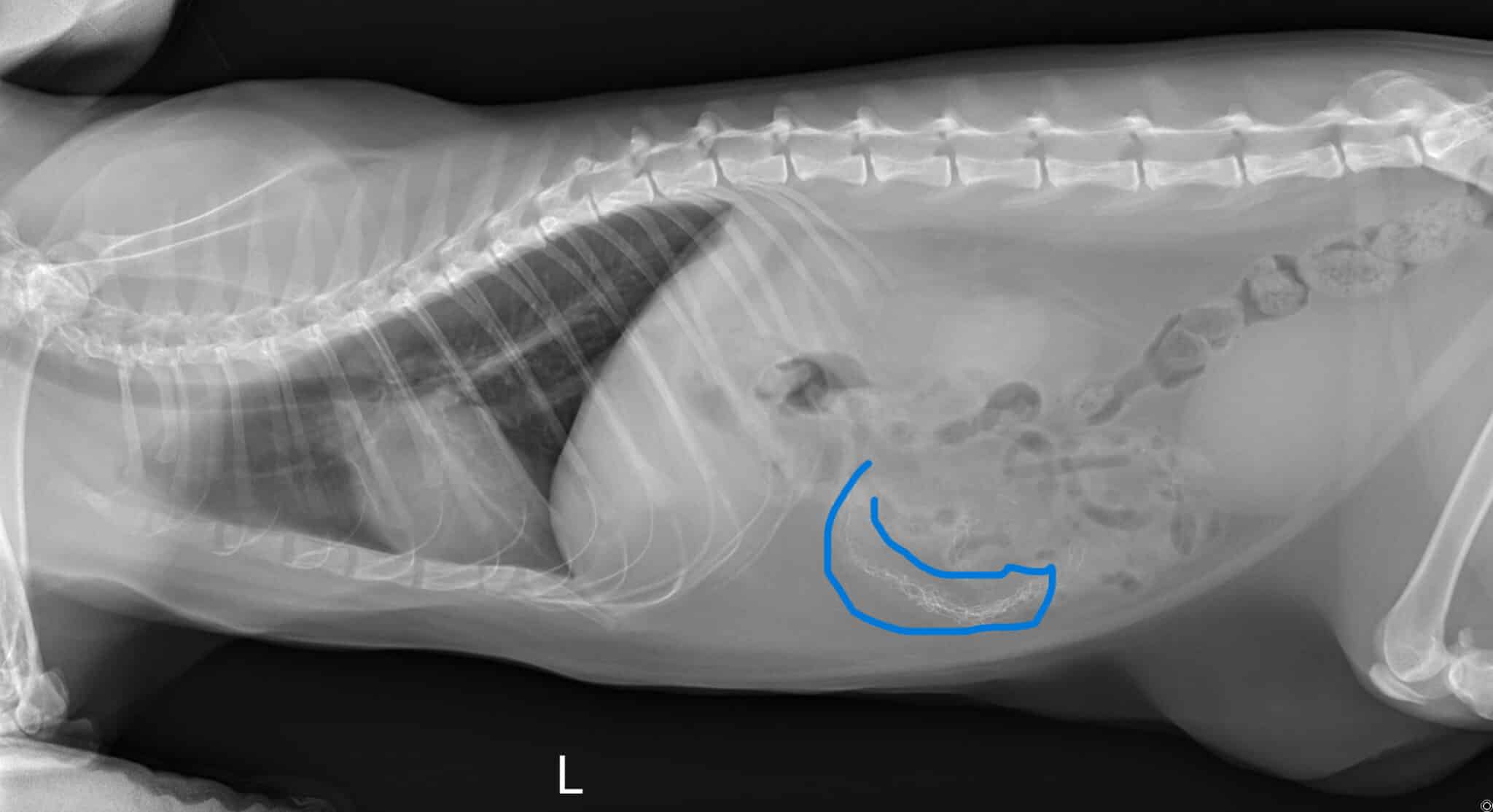 An x-ray of a steel wool foreign body in a dog