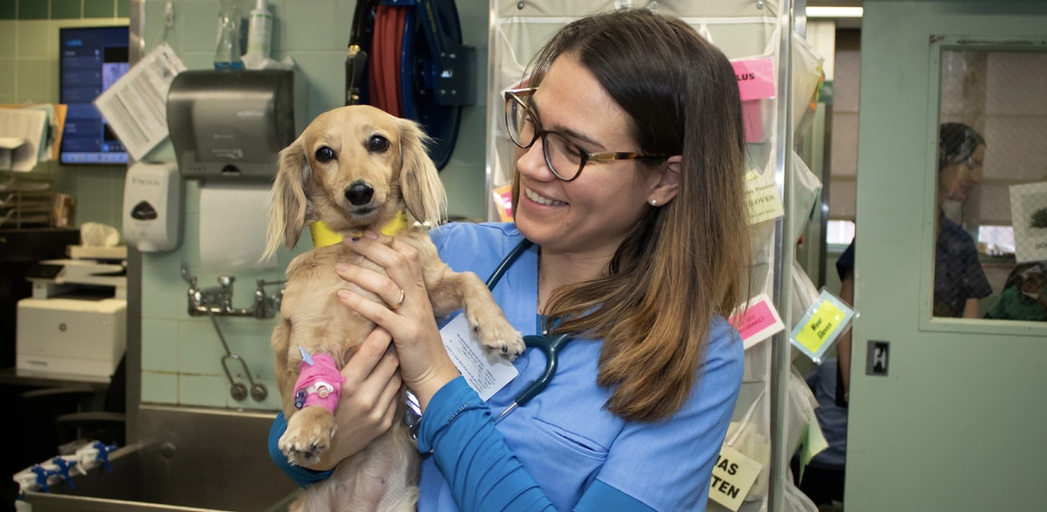 Veterinary Technician holds a dog