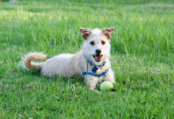 A dog with a tennis ball