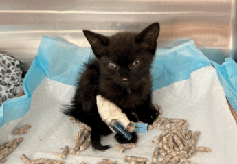 A black kitten with an IV