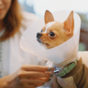 Owner taking care of a dog wearing a medical cone.