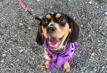 A dog outside on pavement