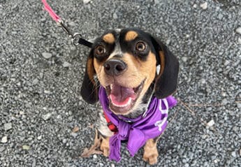 A dog outside on pavement