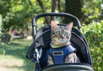 A cat in a stroller