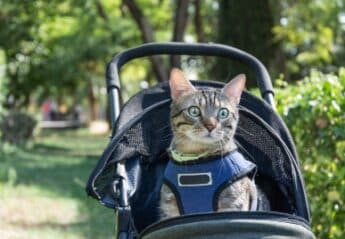 A cat in a stroller