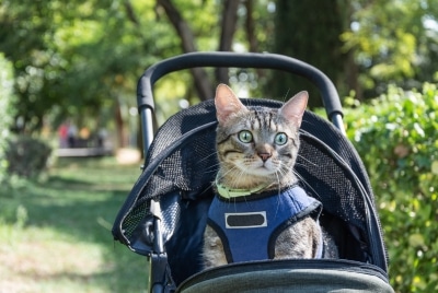 A cat in a stroller